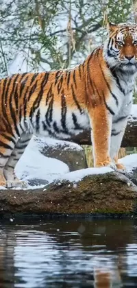 Water Bengal Tiger Tiger Live Wallpaper