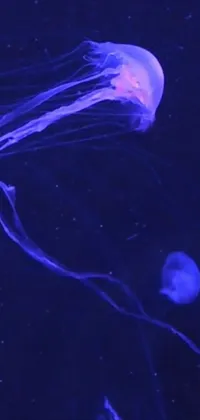 Water Bioluminescence Jellyfish Live Wallpaper