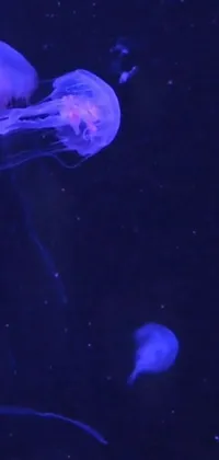 Water Bioluminescence Jellyfish Live Wallpaper