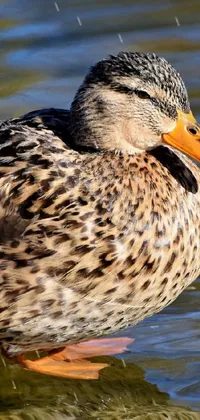 This duck live wallpaper features a highly detailed female duck standing in water