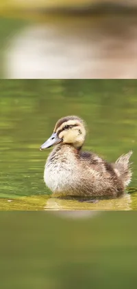 This live wallpaper depicts a charming duck swimming gracefully in a pond, and was captured in a photograph that's credited to "ap"