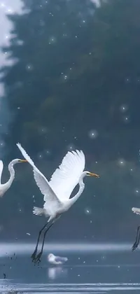 This phone live wallpaper showcases a group of exquisite birds flying over a beautiful body of water