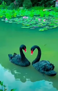 Water Bird Black Swan Live Wallpaper