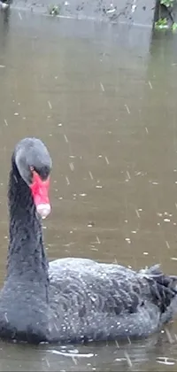 Water Bird Black Swan Live Wallpaper