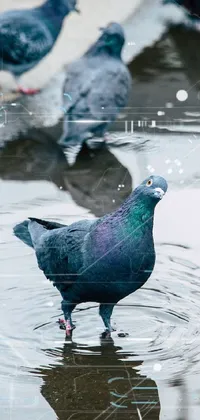 Water Bird Blue Live Wallpaper