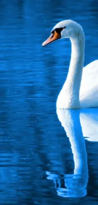 This live phone wallpaper features a serene white swan floating peacefully on blue waters, surrounded by beautiful reflections