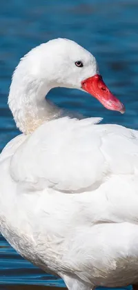 This phone live wallpaper features a peaceful scene of a white duck standing in a body of water under bright sunlight