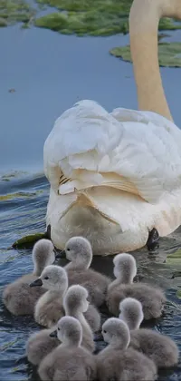 Transform your phone's screen into a tranquil oasis with this live wallpaper featuring a mother swan and her adorable babies swimming in a serene body of water