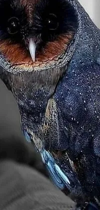 This phone live wallpaper showcases a stunning close-up of a radiant owl with piercing eyes on a desaturated blue and grey background