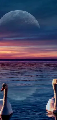 This vertical phone live wallpaper showcases two swans gracefully gliding on a serene body of water