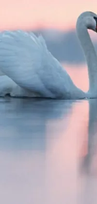 This exquisite live phone wallpaper features a stunning white swan gliding calmly atop a serene body of water