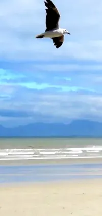 This phone live wallpaper presents a serene beach near the ocean complete with a flying bird