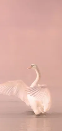This white swan phone live wallpaper features a stunning image of a graceful bird standing atop calm water