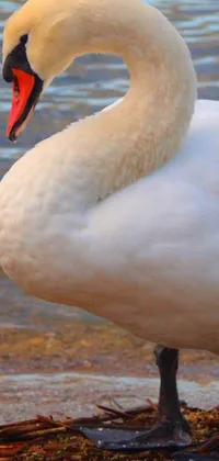 This phone live wallpaper features a breathtaking portrait of a white swan standing elegantly by a riverbank