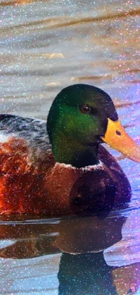 Transform your phone screen into a serene natural landscape with this Duck Floating live wallpaper