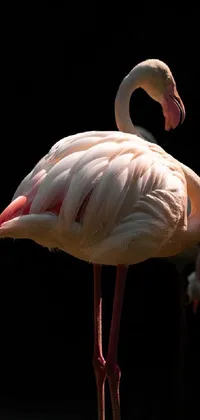 This phone live wallpaper depicts a group of bright & white flamingos standing together in a zoo