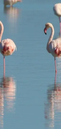 This beautiful live phone wallpaper showcases a group of pink flamingos in shallow water against a stunning arabesque background