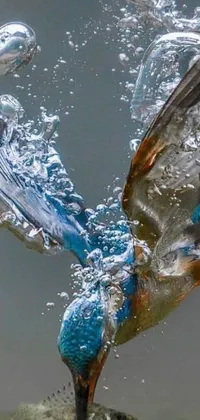 This live wallpaper depicts a kingfisher catching a fish
