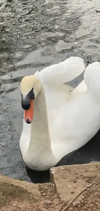 This phone live wallpaper showcases a serene scene of a floating white swan in a city park