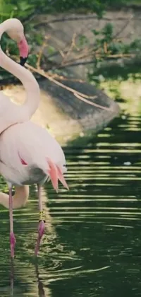 Take a trip to a serene tropical location with this phone live wallpaper featuring two flamingos! The birds stand gracefully in the water, framed by a beautiful landscape