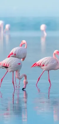 This phone live wallpaper exhibits a group of flamingos elegantly walking across a serene body of water