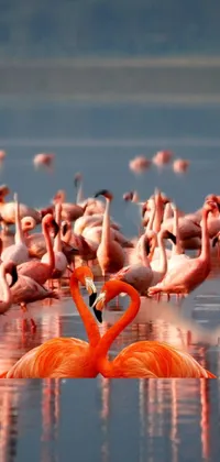 Water Bird Greater Flamingo Live Wallpaper