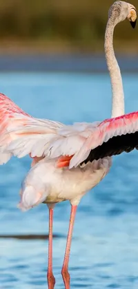 Bring your phone to life with the Flamingo Live Wallpaper