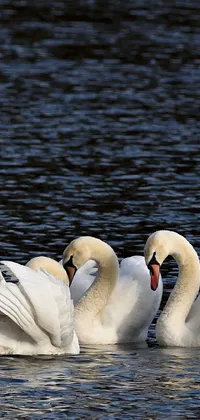 This stunning phone wallpaper shows a group of swans floating gracefully on top of a clear body of water