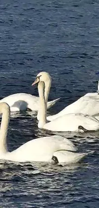 This live wallpaper depicts a group of swans gracefully gliding across a body of water
