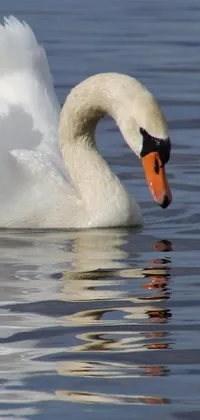 This white swan phone live wallpaper features a stunningly aerodynamic and imposing swan with exquisite and handsome wings, floating atop a calm and glassy body of water