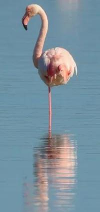 Experience the breathtaking beauty of nature with this phone live wallpaper featuring a stunning image of a flamingo standing in a tranquil body of water