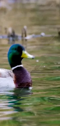 This phone live wallpaper features a serene scene of a duck gently floating on calm water