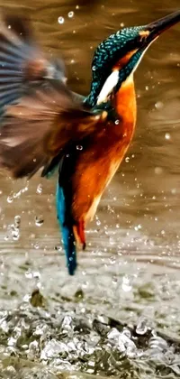 This beautiful live wallpaper features a bird in flight above a body of water
