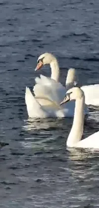 This phone live wallpaper features a group of swans swimming in a shimmering body of water