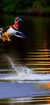 Water Bird Lake Live Wallpaper
