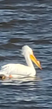 This phone live wallpaper features a stunning white bird floating atop a serene body of water