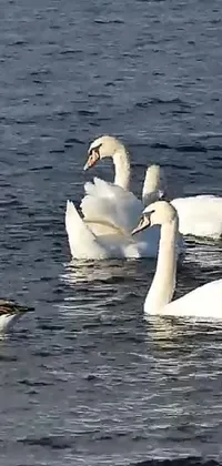 This phone live wallpaper depicts a serene scene of swans swimming in a tranquil body of water