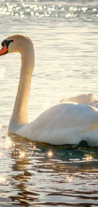 This phone live wallpaper features a stunning image of a white swan gracefully floating on top of a serene body of water, highlighted by a warm golden hue