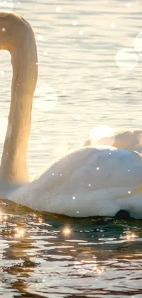 This live wallpaper depicts a serene white swan floating gracefully on a calm body of water