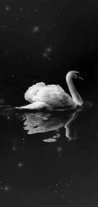 This stunning phone live wallpaper features a minimalist black and white photo of a white swan gracefully gliding on a body of water