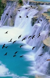 Water Bird Natural Landscape Live Wallpaper