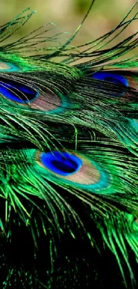 This stunning phone live wallpaper showcases a striking close-up of vibrant peacock tail feathers