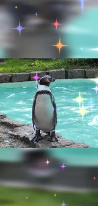 Water Bird Penguin Live Wallpaper