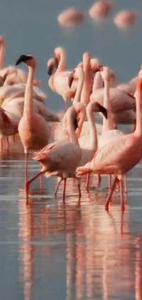 Experience the enchanting beauty of flamingos flocking together standing tall on a tranquil body of water in this stunning phone live wallpaper