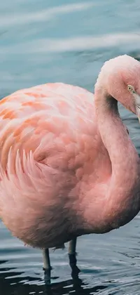Add a touch of elegance to your phone with this stunning live wallpaper featuring a beautiful pink flamingo in peaceful water