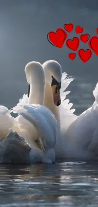 Wow your phone visitors with a serene and romantic live wallpaper! This beautiful live wallpaper features two swans floating on a body of water, holding each other tightly with their long necks forming a heart shape