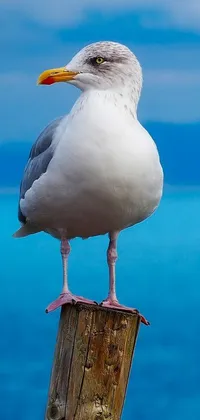 This phone live wallpaper features a realistic seagull perched on a wooden post overlooking the ocean