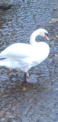 This phone live wallpaper features a serene image of a white swan standing on a river in Scotland