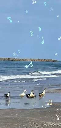 Get lost in the beauty of this phone live wallpaper featuring a group of birds resting on a relaxing sandy beach