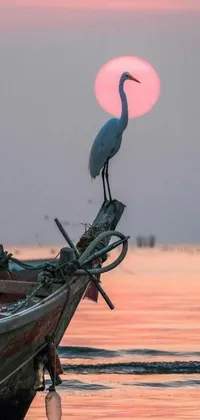 This phone live wallpaper features a bird perched atop a boat in the water, standing in perfect position to take in the scenery
